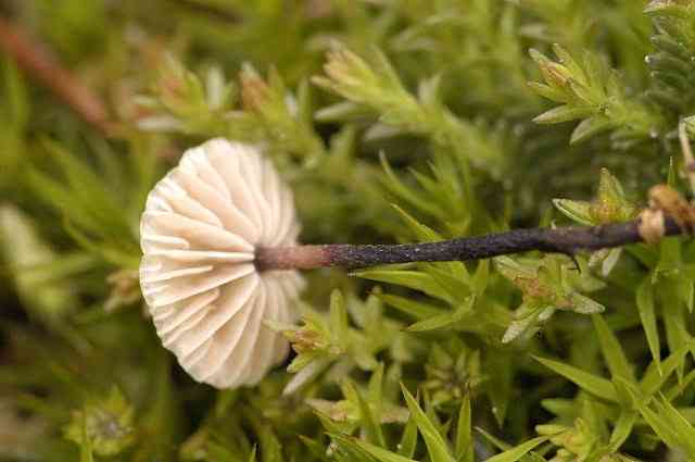 Stinking parachute (Gymnopus perforans) thumbnail 2