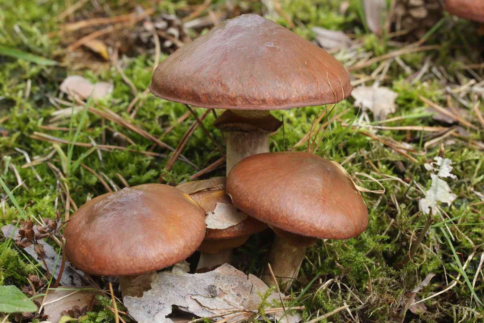 Slippery jack (Suillus luteus) thumbnail 1