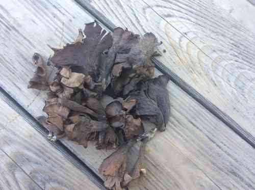 Black trumpet (Craterellus fallax) thumbnail 3