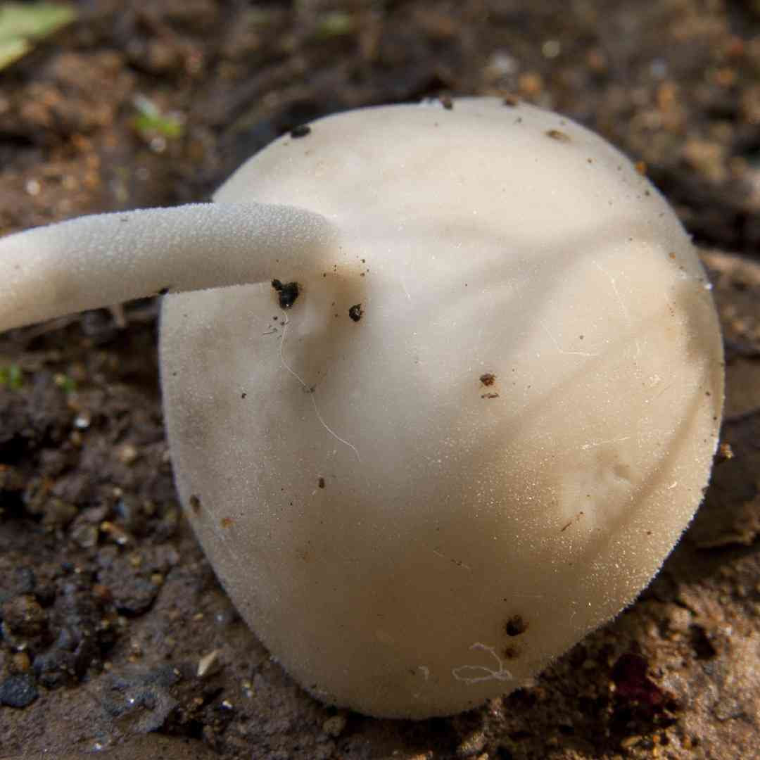 Felt saddle fungus (Helvella macropus) thumbnail 2