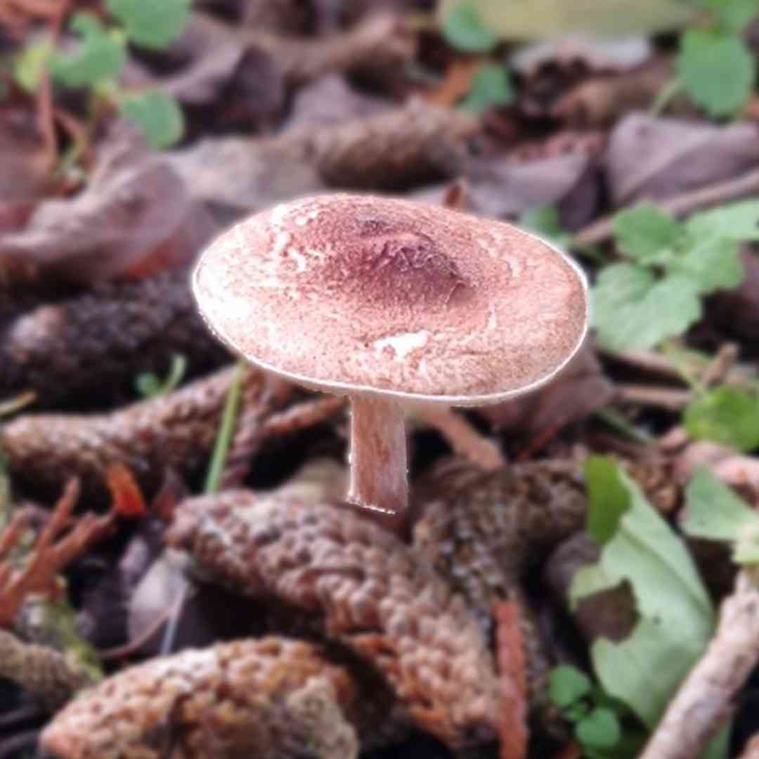 Lepiota helveola