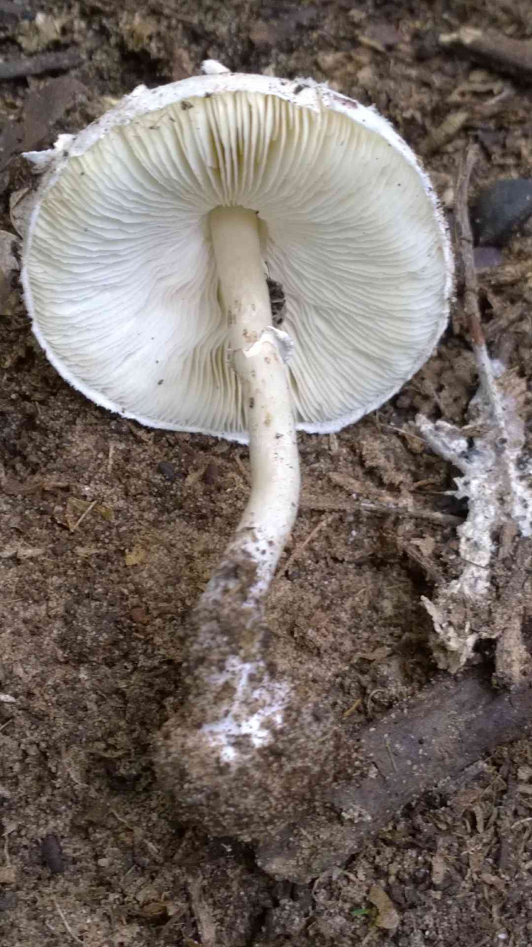 Red-tinged daperling (Leucoagaricus rubrotinctus) thumbnail 3