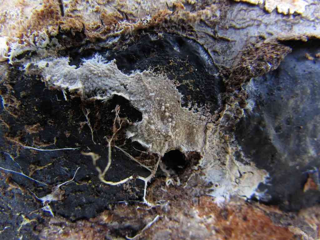 Sistotrema brinkmannii (Sistotrema brinkmannii) thumbnail 2