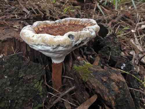 Amauroderma rude (Amauroderma rude) thumbnail 3