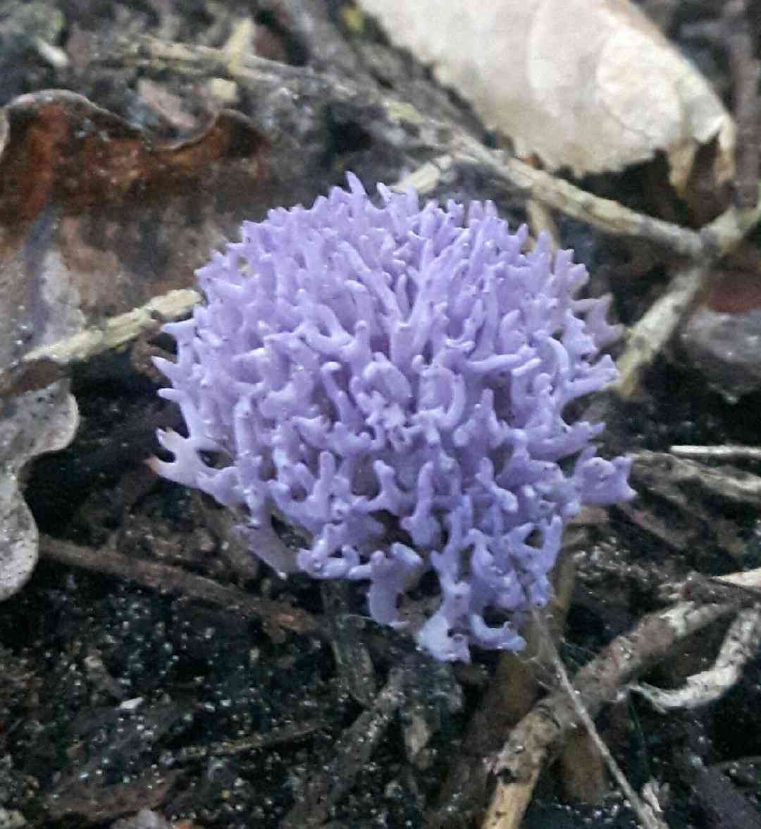 Lilac coral