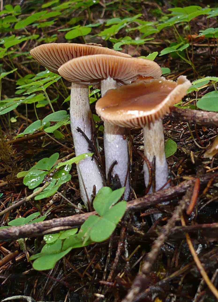 Belted slimy cort (Cortinarius collinitus) thumbnail 3
