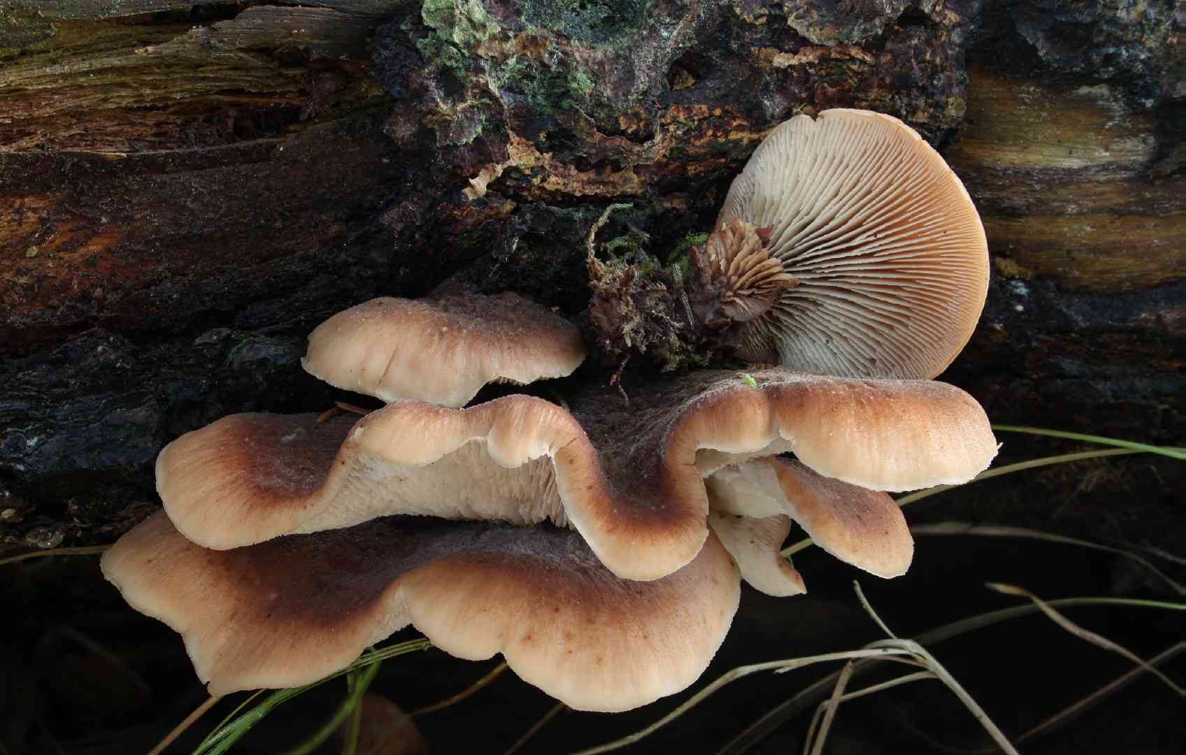 Lentinellus castoreus (Lentinellus castoreus) thumbnail 2