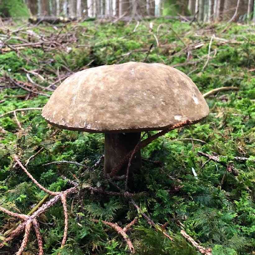 Dusky bolete (Porphyrellus porphyrosporus) thumbnail 1