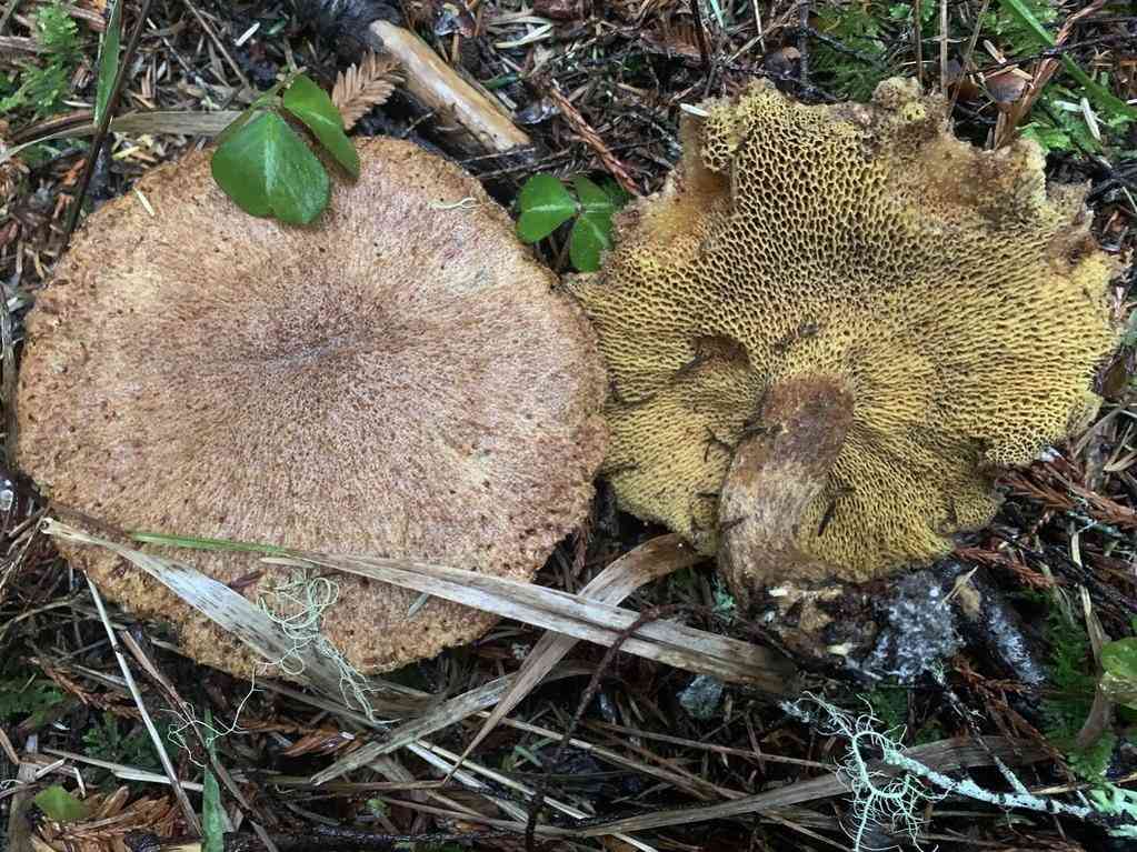 Matte Jack (Suillus lakei) thumbnail 2