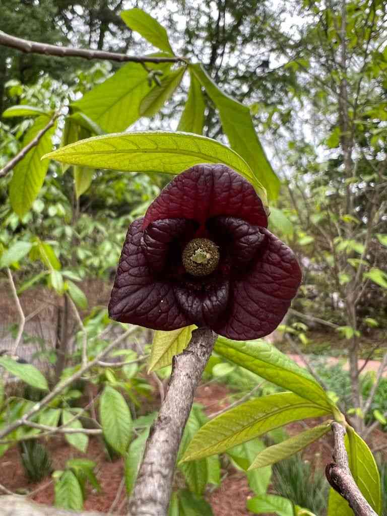 Pawpaw