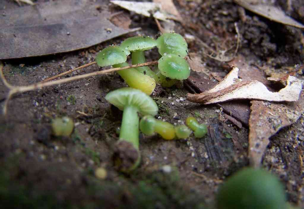 Gliophorus viridis (Gliophorus viridis) thumbnail 2