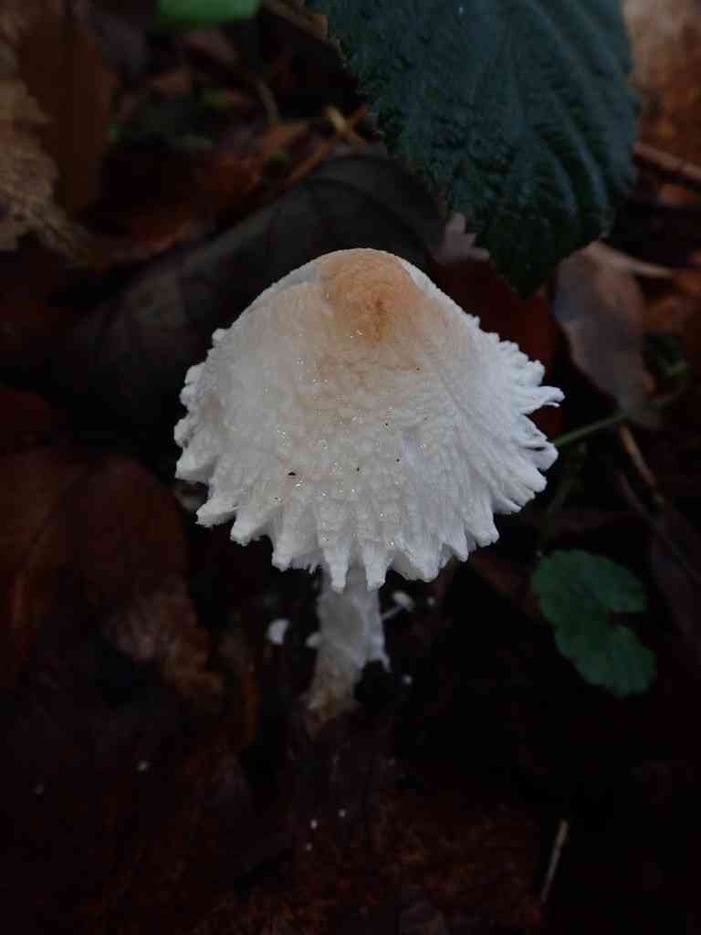 Shield dapperling (Lepiota clypeolaria) thumbnail 2