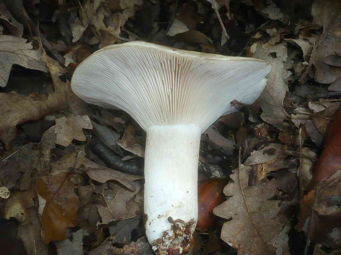 Hotlips brittlegill (Russula acrifolia) thumbnail 2