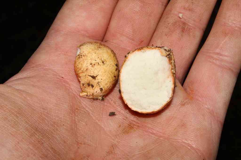 Blushing beard truffle (Rhizopogon roseolus) thumbnail 3