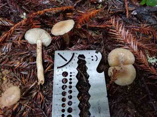 Fragrant funnel (Clitocybe fragrans) thumbnail 2