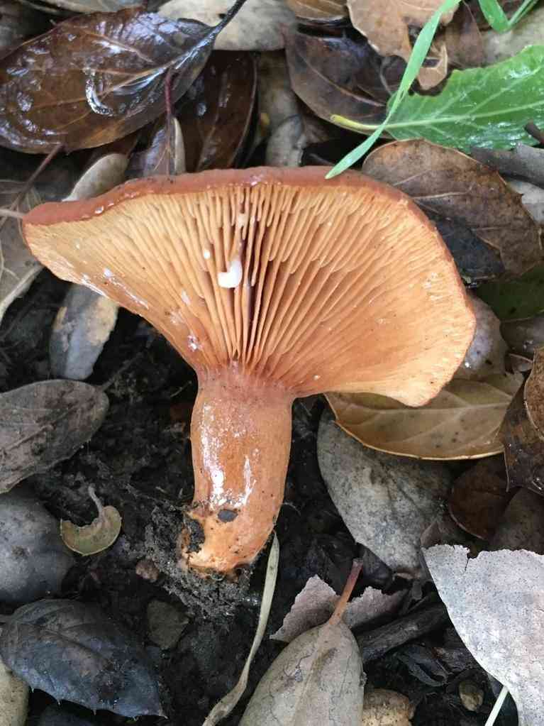 Rufous candy cap (Lactarius rufulus) thumbnail 3