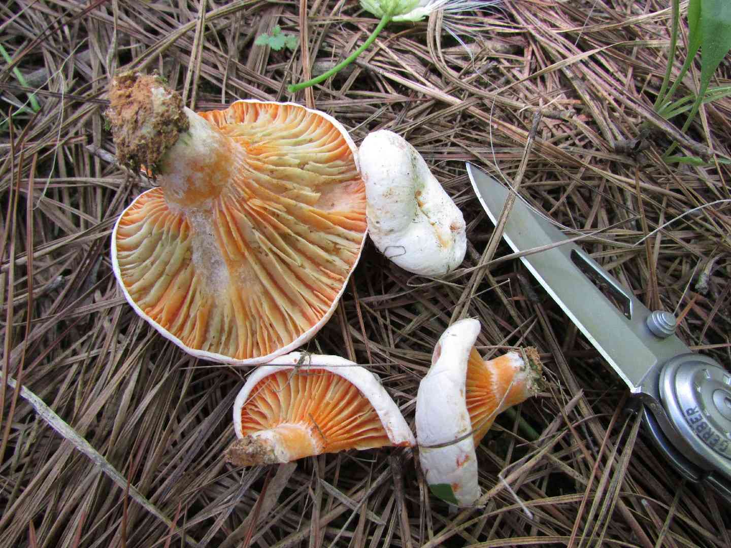 Lactarius salmoneus (Lactarius salmoneus) thumbnail 3