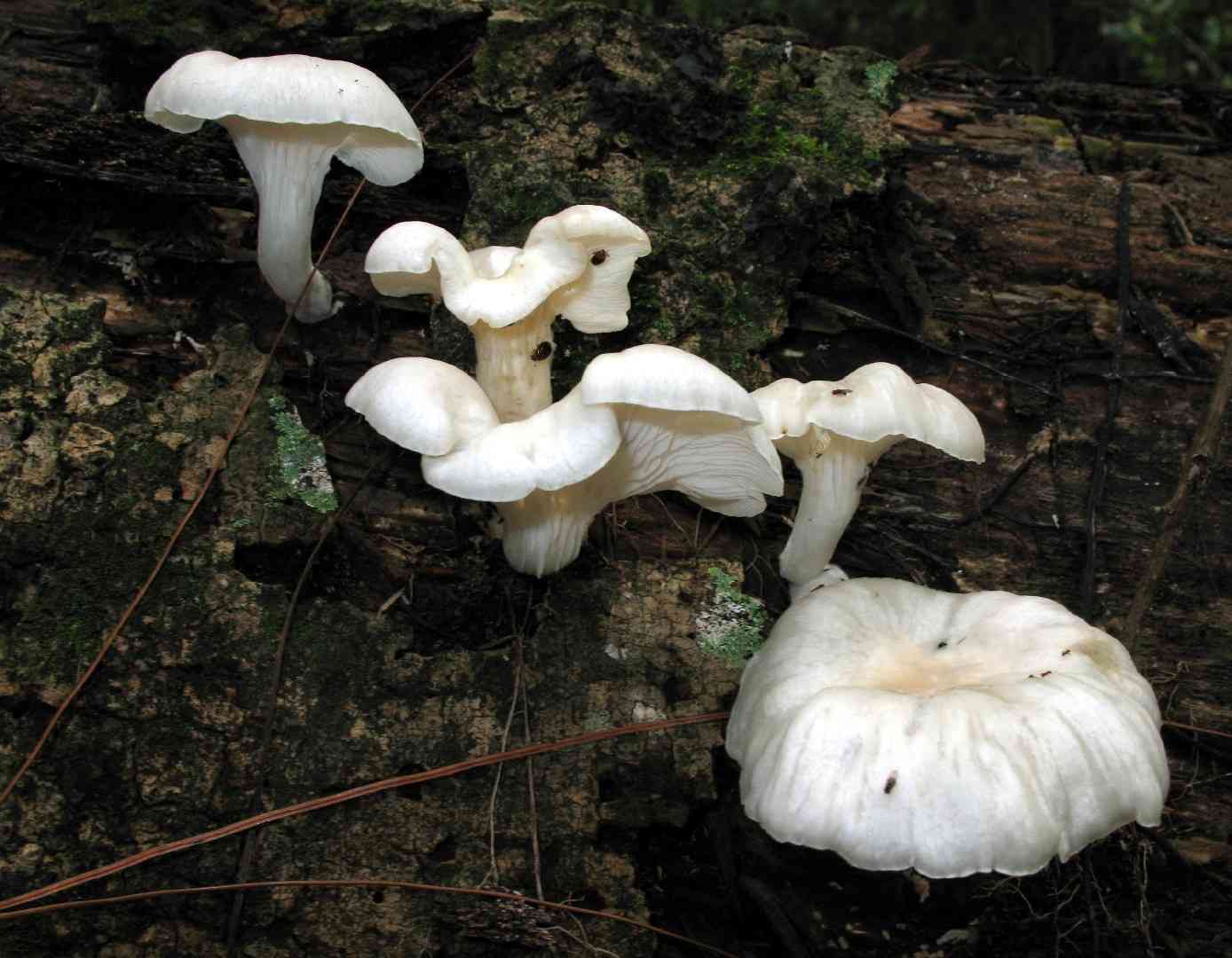 Lung oyster (Pleurotus pulmonarius) thumbnail 3