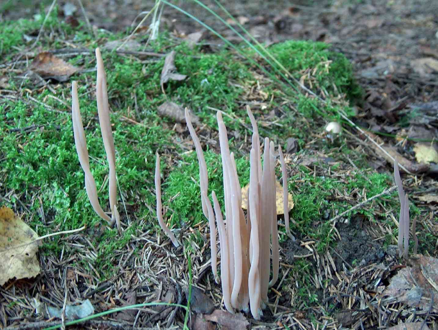 Smoky spindles (Clavaria fumosa) thumbnail 3
