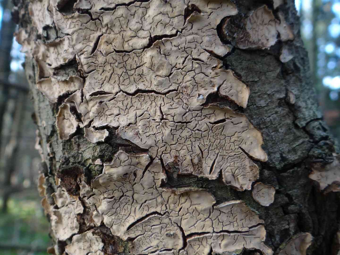 Broadleaf bleeding-crust (Stereum rugosum) thumbnail 1