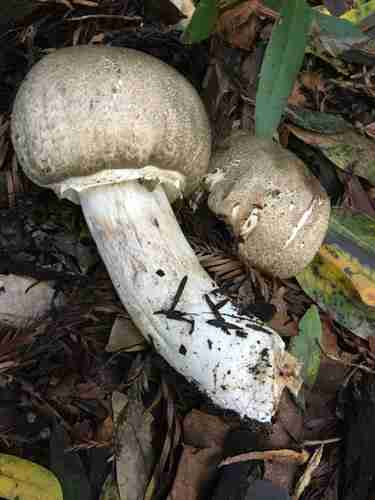 Inky mushroom (Agaricus moelleri)