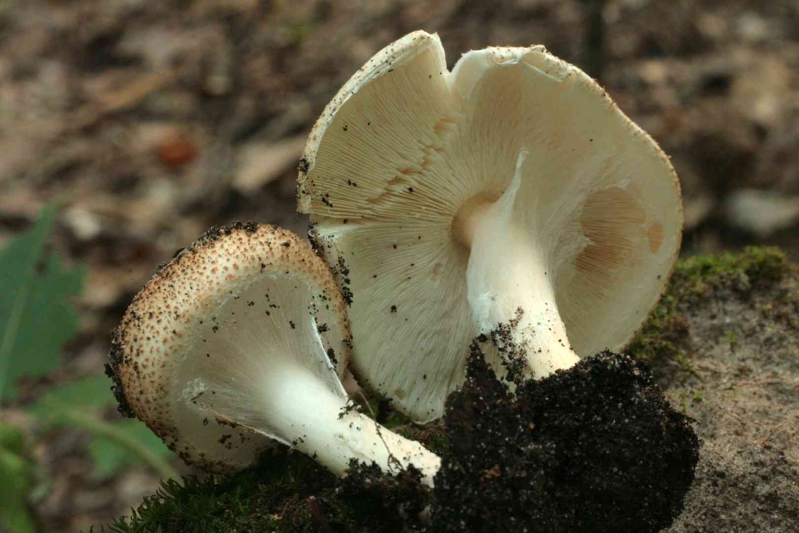 Freckled dapperling (Echinoderma asperum) thumbnail 3