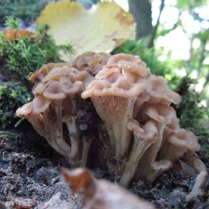 Aniseed cockleshell