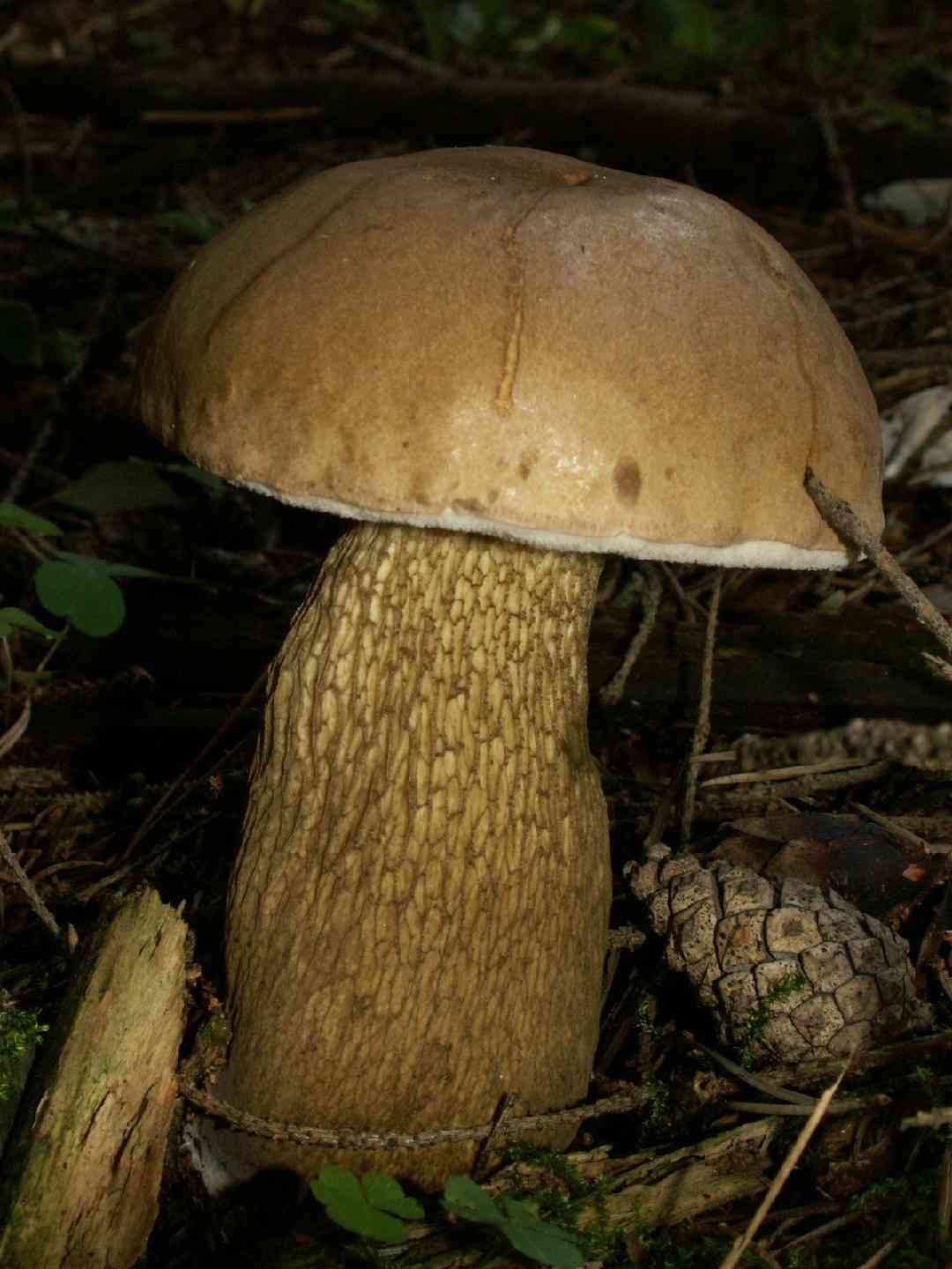 Bitter bolete (Tylopilus felleus) thumbnail 3