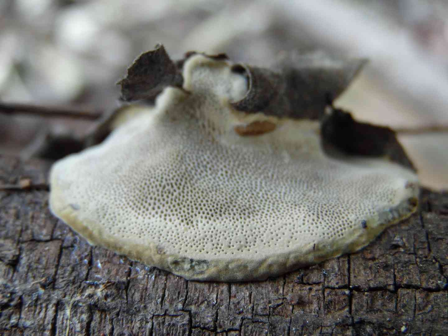 Hexagonia tenuis (Hexagonia tenuis) thumbnail 2