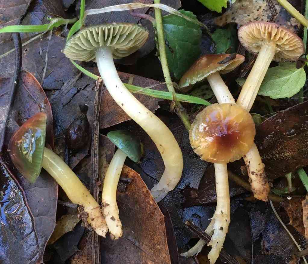 Parrot waxcap (Gliophorus psittacinus) thumbnail 3