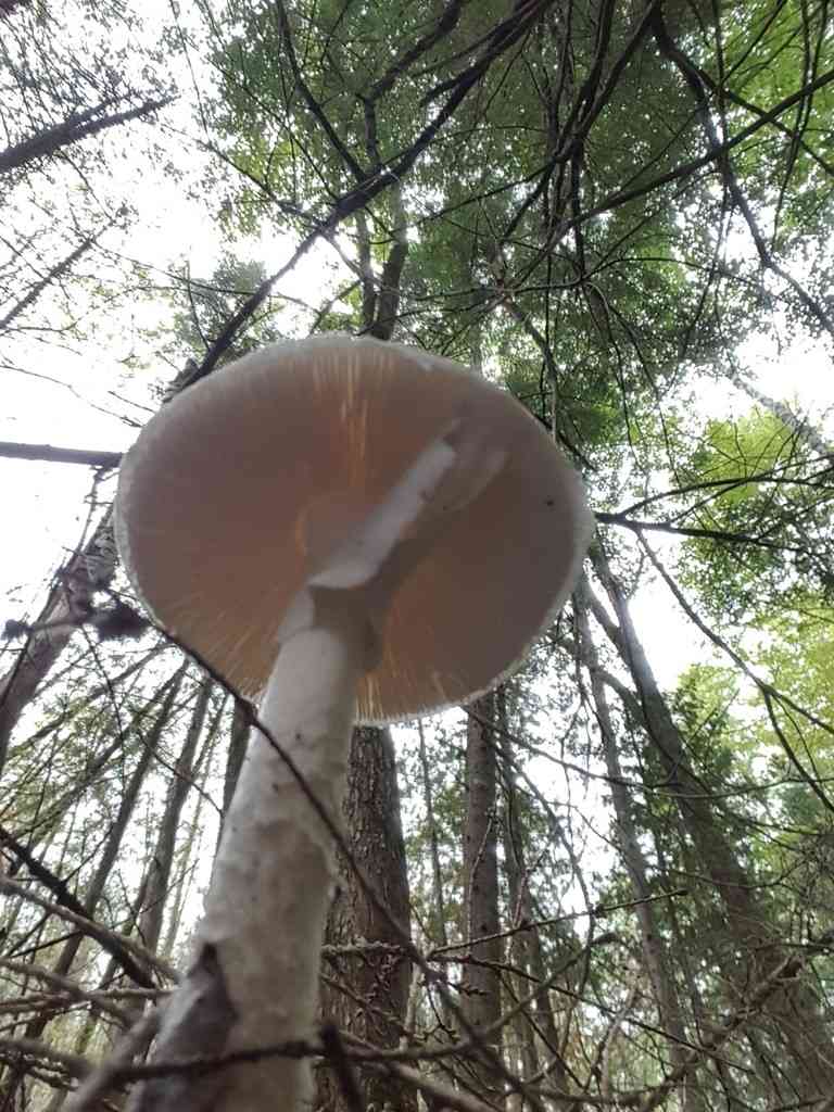 Destroying angel (Amanita bisporigera) thumbnail 2