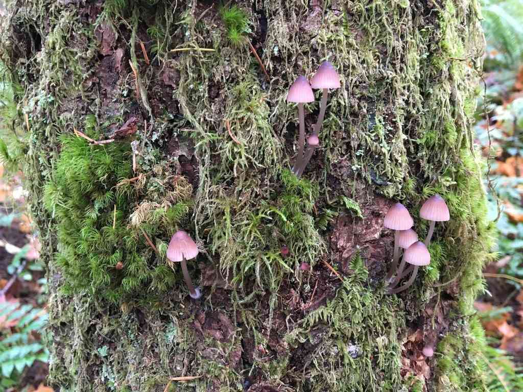 Purple edge bonnet (Mycena purpureofusca) thumbnail 3