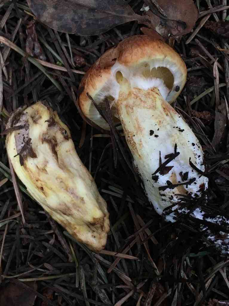 Fat jack (Suillus caerulescens) thumbnail 3