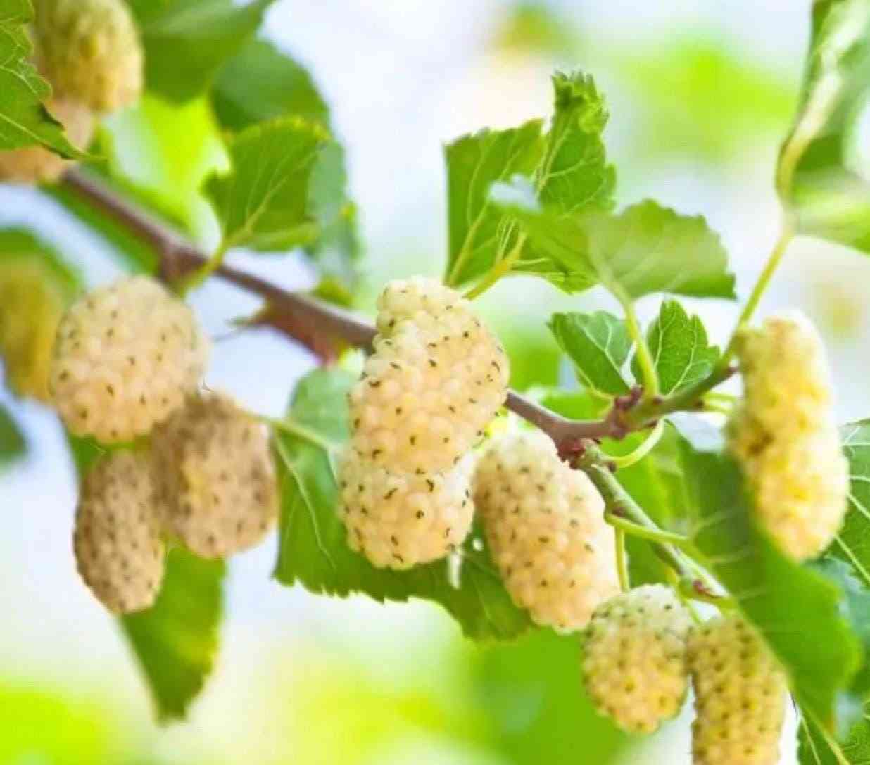 Mulberry