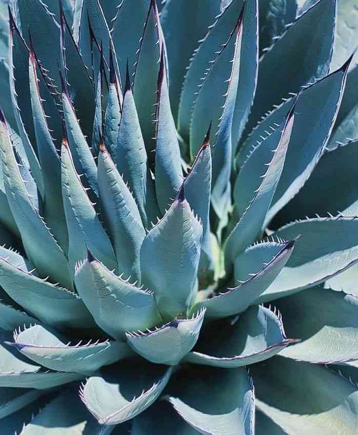 Century plant