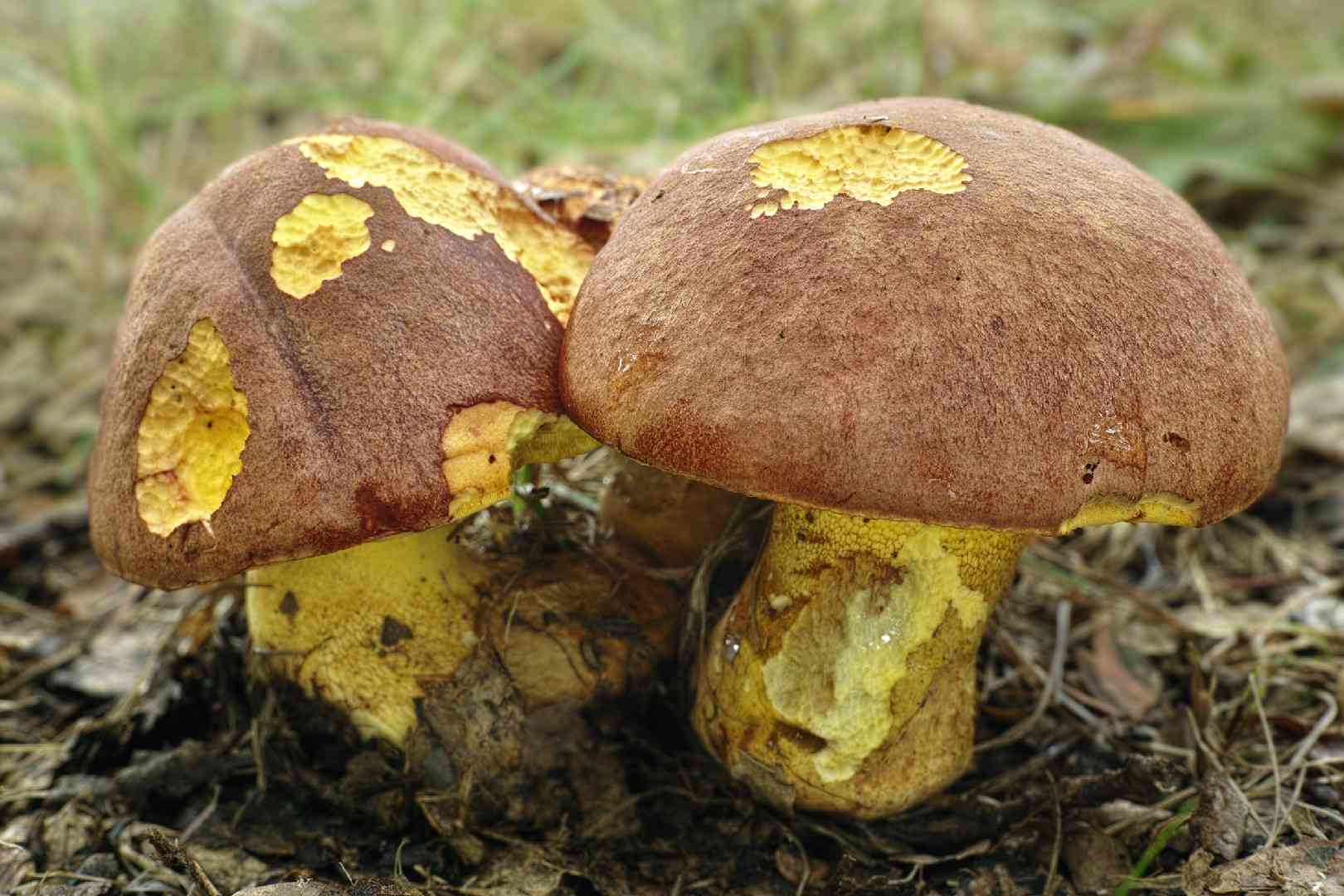 Oak bolete (Butyriboletus appendiculatus) thumbnail 2