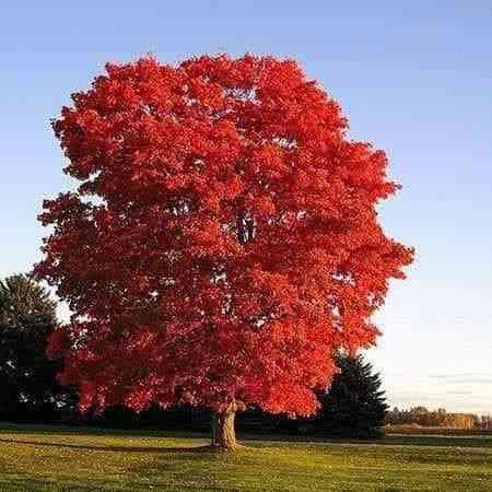 Northern red oak