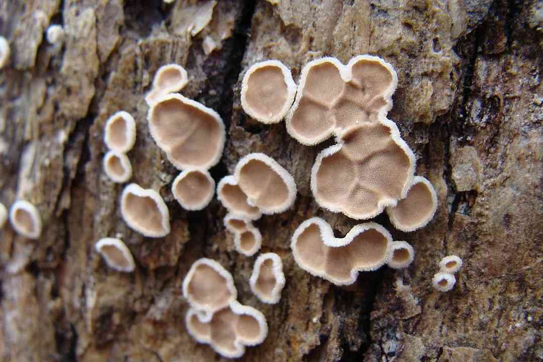 Oak parchment (Aleurodiscus oakesii) thumbnail 3