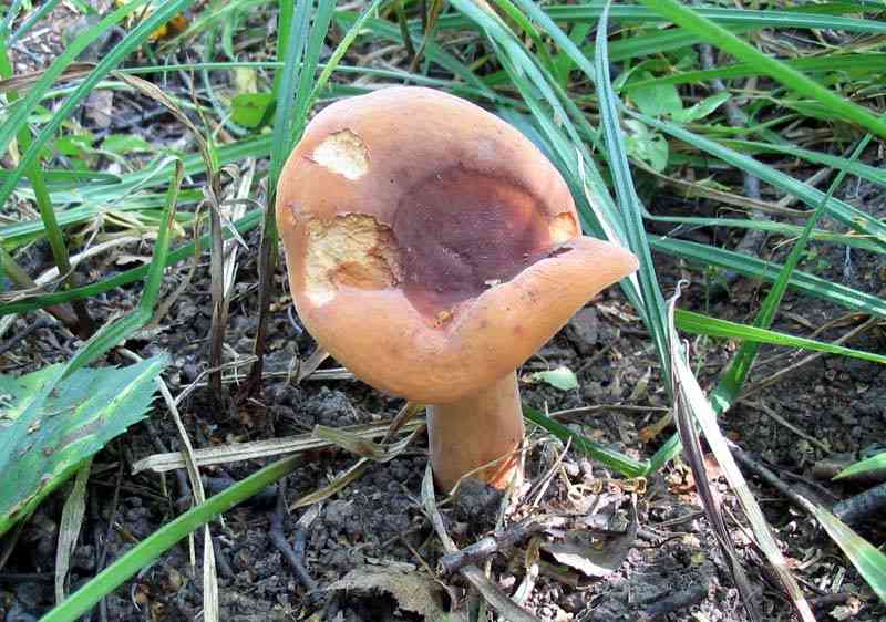 Weeping milk cap (Lactarius volemus) thumbnail 2