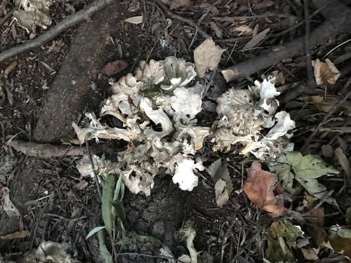 Hen-of-the-woods thumbnail 2