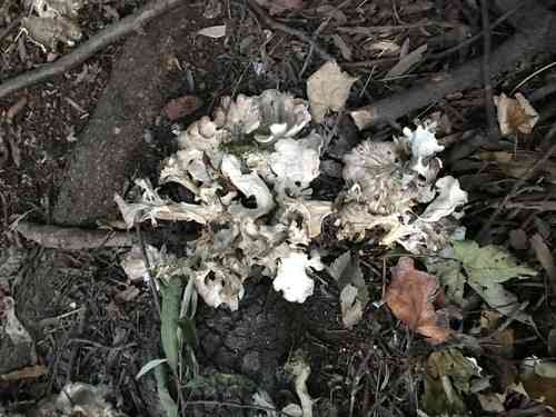 Hen-of-the-woods (Grifola frondosa) thumbnail 2