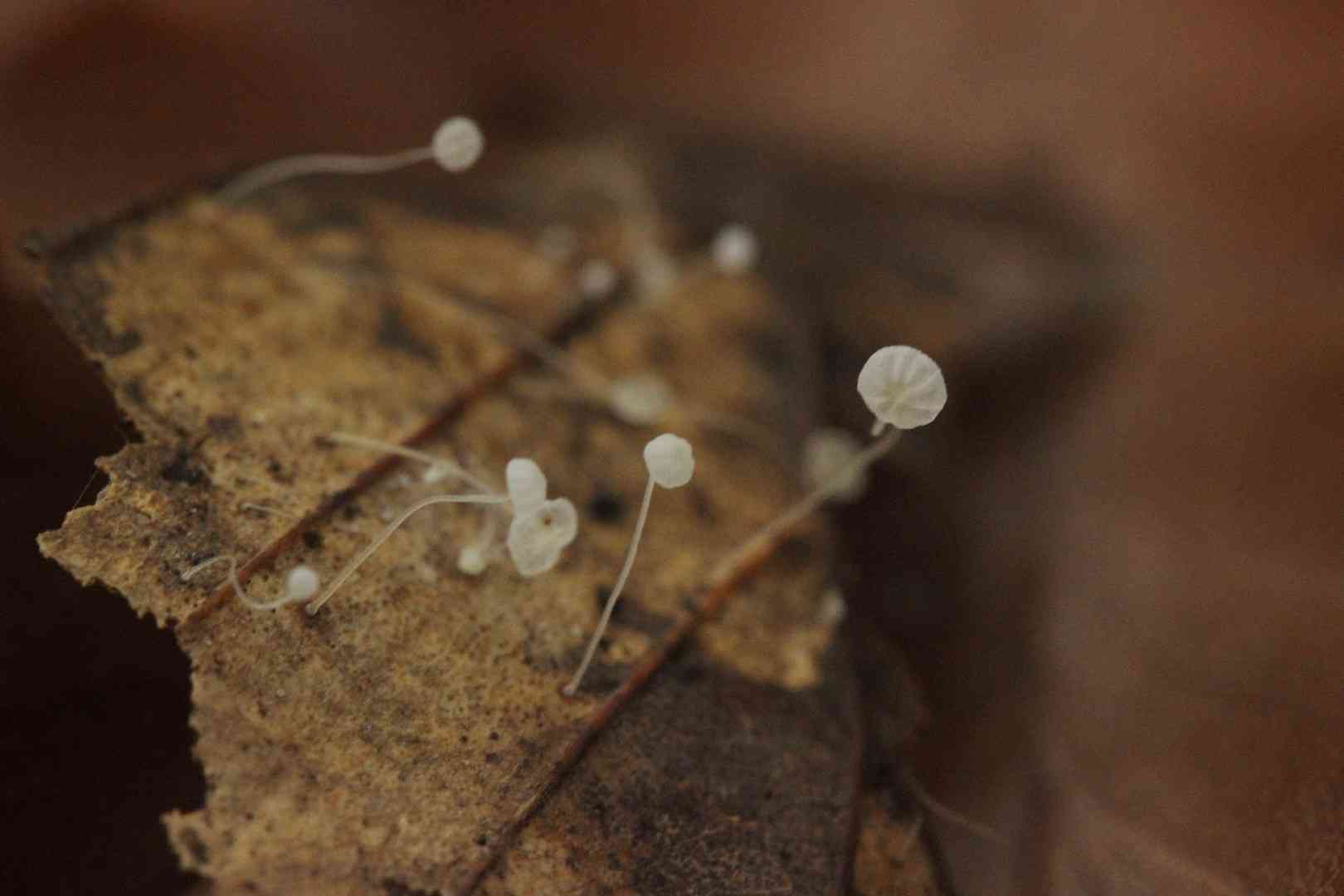 Beechleaf bonnet (Mycena capillaris) thumbnail 2