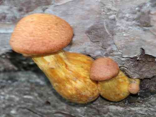 Laughing gym (Gymnopilus junonius) thumbnail 3