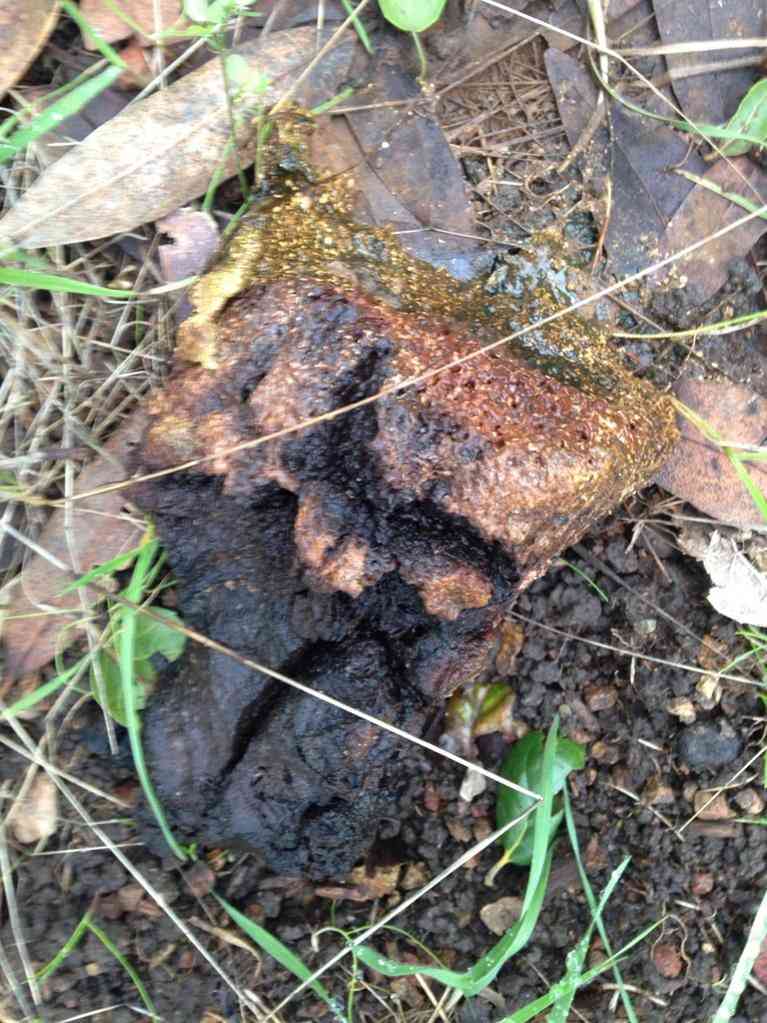 Dead man's foot (Pisolithus arhizus) thumbnail 2