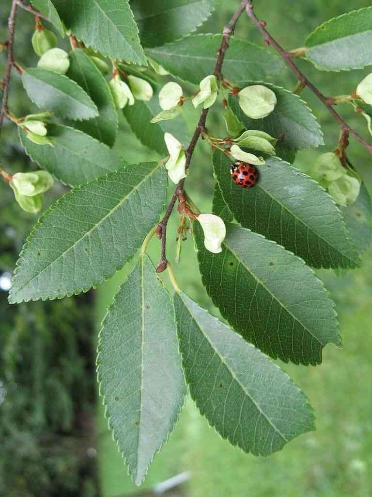 Chinese elm