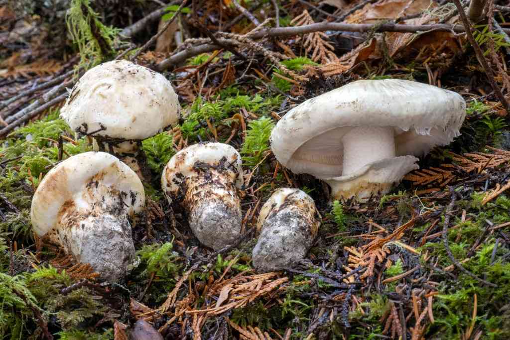 American matsutake