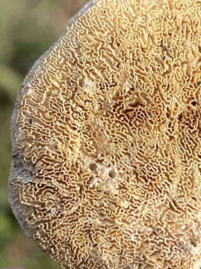 White maze polypore (Trametes elegans) thumbnail 2