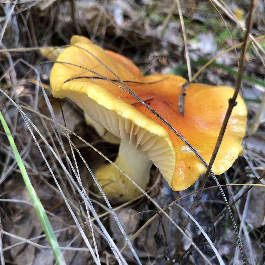 Larch waxy cap