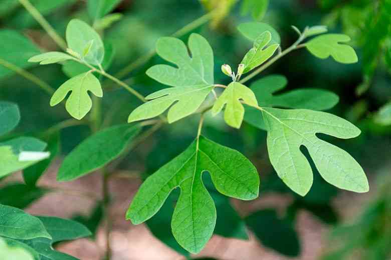 Common sassafras