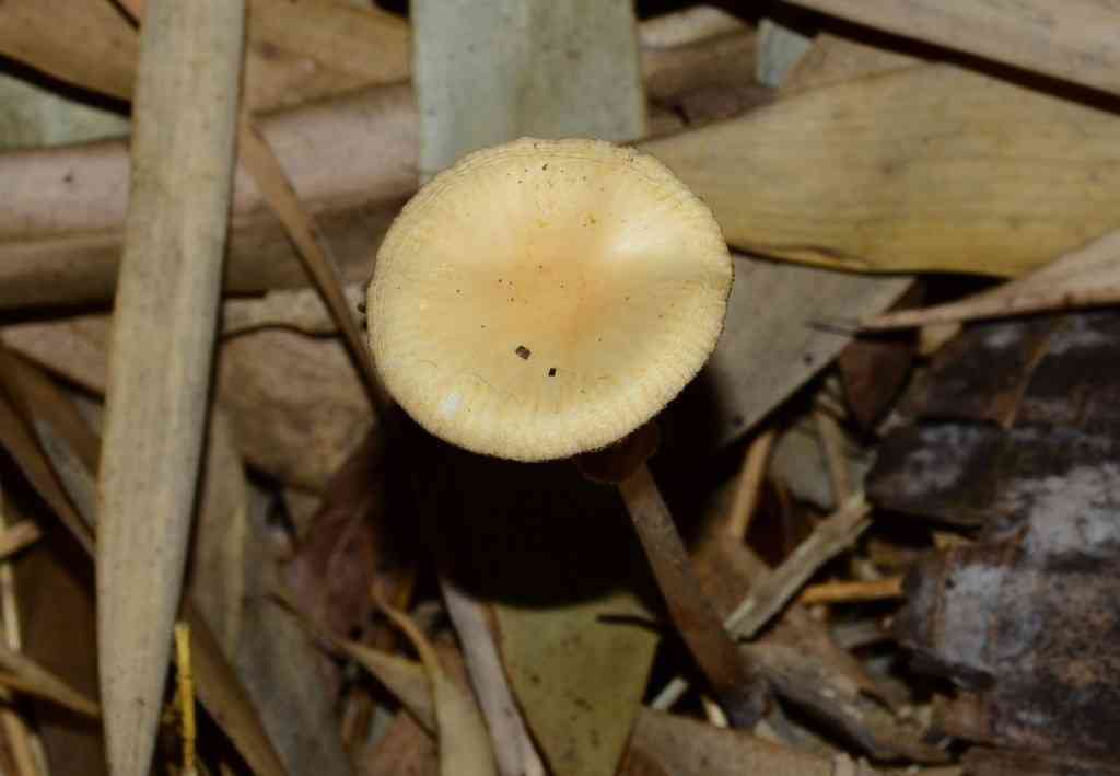 Agrocybe elatella (Agrocybe elatella) thumbnail 2